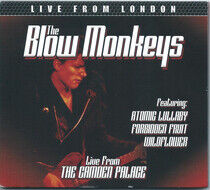 Blow Monkeys - Live From London
