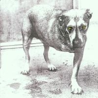 Alice In Chains: Alice In Chains (CD)