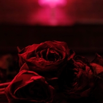 The Paper Kites - Roses (Vinyl)